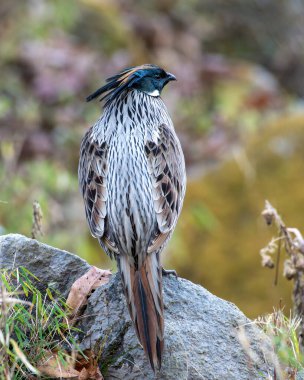Koklass Pheasant, Uttarakhand, Hindistan 'da Chopta' da çekildi.