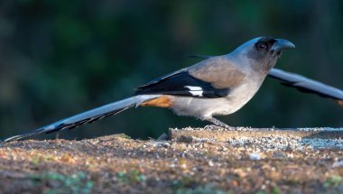 Grey Treepie Sattal, Hindistan 'da çekildi.