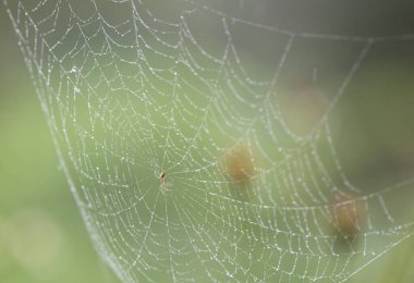 Spider Web highlighted by raindrops