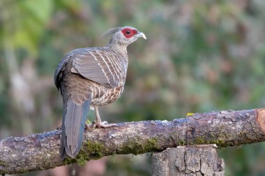 Dişi Kalij Sülünü Sattal, Hindistan 'da fotoğraflandı.