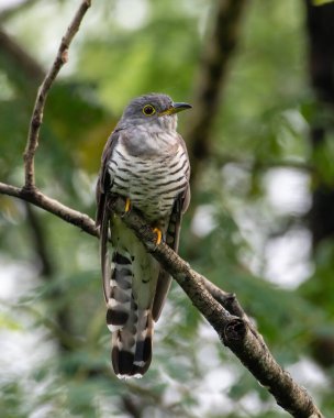 Hindistan Guguk Kuşu, Hindistan 'ın Batı Bengal kentindeki Mahananda Vahşi Yaşam Sığınağı' nda bir dala tünemişti.