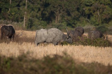 Vahşi su bizonu doğada