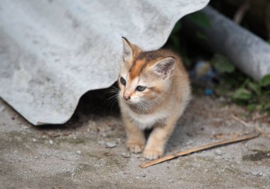 Cute playful kitten outdoors