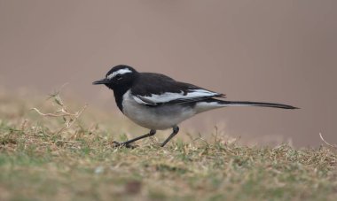 White-browed wagtail at Chambal