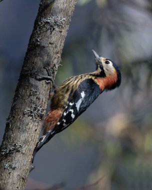 Woodpecker bird on tree branch