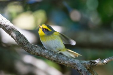 Bir dalda sarı göğüslü kuş