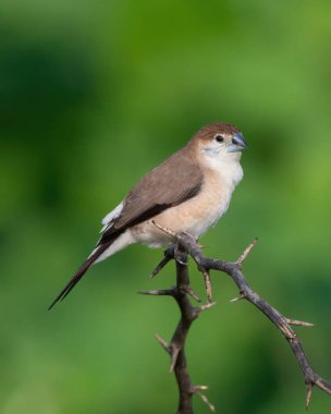 Beautiful bird on branch at nature