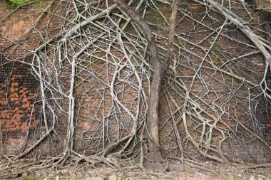 Abandoned ruins covered with roots at Ross Island, Andaman, India