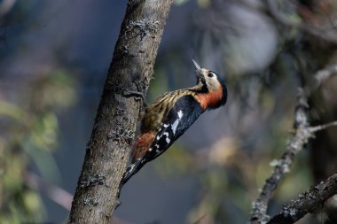 Woodpecker bird on tree branch