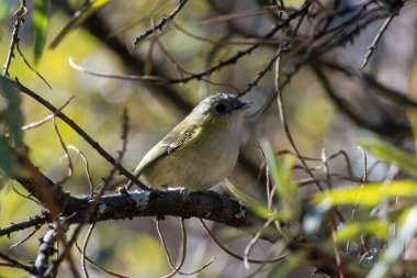 Pteruthius xanthochlorus), Hindistan 'ın Sikkim şehrinde fotoğraflandı.