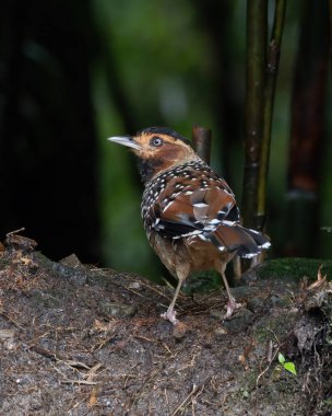 Laughingthrush, Batı Bengal, Hindistan 'da Darjeeling' de yiyecek ararken görüldü.