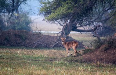 Beautidul deer in the nature