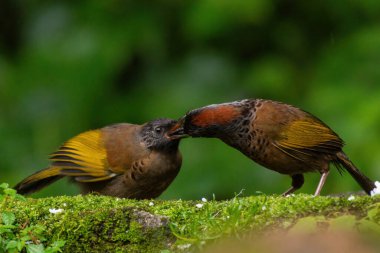 Kestane tacı takmış gülen ardıç kuşu yavrusunu Darjeeling, Batı Bengal, Hindistan 'da besliyor.