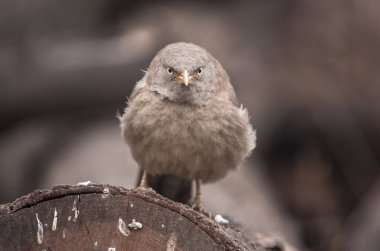 Jungle Babbler bird at Bharatpur
