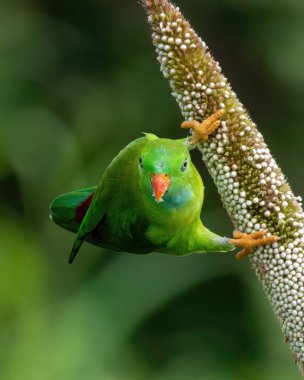 Green parrot bird in nature