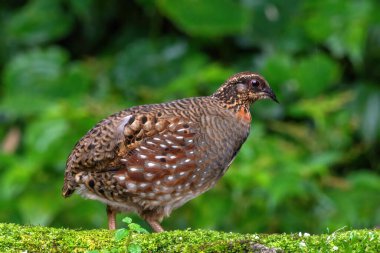Hill Partridge, Darjeeling, Batı Bengal, Hindistan 'da besleniyor.