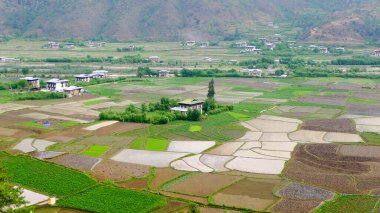 Paro 'daki Pirinç Tarlaları