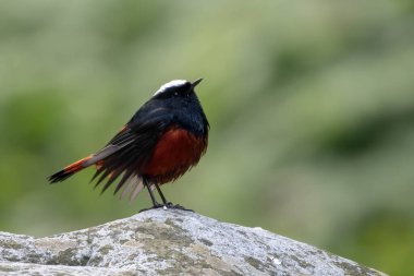 Sattal, Hindistan 'da çekilen beyaz başlıklı Redstart fotoğrafı