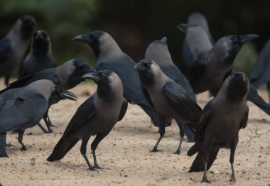 Congregation of black crows in nature