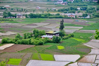 Paro 'daki Pirinç Tarlaları 