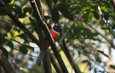 Malabar Trogan ağaç dalında