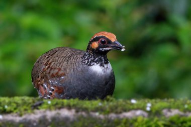 Hill Partridge, Darjeeling, Batı Bengal, Hindistan 'da besleniyor.