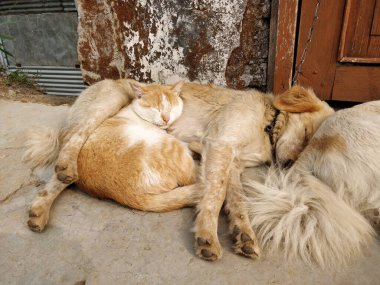 Unusual friends - Cat and dog sticking together to escape the cold