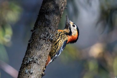 Woodpecker bird on tree branch