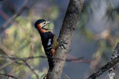 Kızıl göğüslü ağaçkakan ya da Kızıl göğüslü ağaçkakan Kuzey Sikkim, Hindistan 'da çekildi.