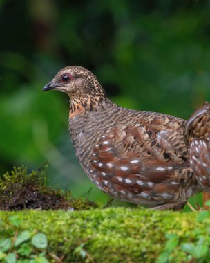 Hill Partridge, Darjeeling, Batı Bengal, Hindistan 'da besleniyor.