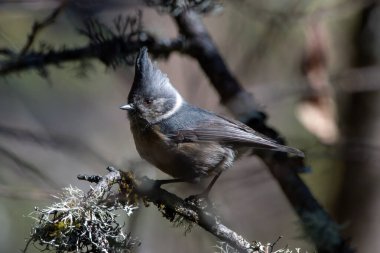 grey-crested tit (Lophophanes dichrous) photographed in North Sikkim, India