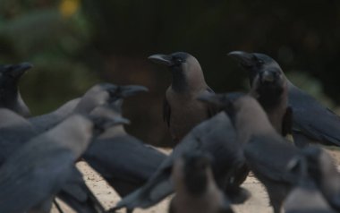 Congregation of black crows in nature