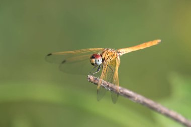 Trithemis Aurora (Erkek) doğada