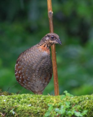 Hill Partridge, Darjeeling, Batı Bengal, Hindistan 'da besleniyor.