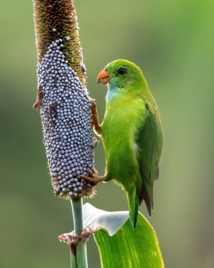 Hindistan, Maharashtra yakınlarındaki Saswad yakınlarında İnci Millet mısırı ile beslenen Vernal Asılı Papağan (Loriculus vernalis)
