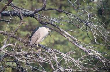 Black-crowned night heron at Bharatpur