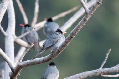 Black Bulbul Sattal, Hindistan 'da çekildi