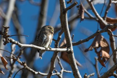 Yakalı Baykuş Chopta, Uttarakhand, Hindistan 'da çekildi.