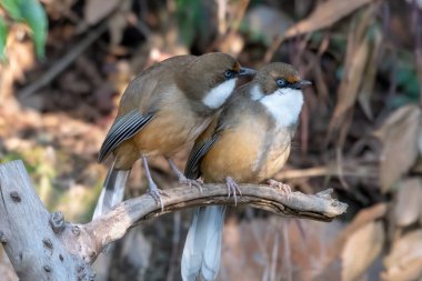 Beyaz boğazlı ardıç kuşu Sattal, Hindistan 'da fotoğraflandı.