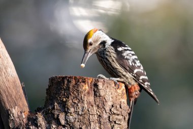 Kahverengi önlü ağaçkakan Sattal, Hindistan 'da çekildi.