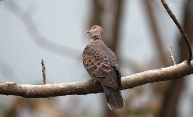 Oriental Turtle Dove photographed in Sikkim