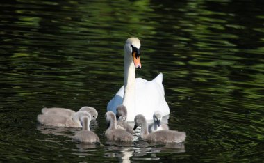 Cygnetli dilsiz kuğu