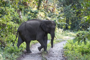 Vahşi fil yol geçtikten