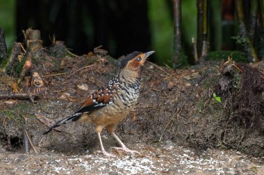 Laughingthrush, Batı Bengal, Hindistan 'da Darjeeling' de yiyecek ararken görüldü.