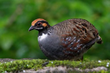 Hill Partridge, Darjeeling, Batı Bengal, Hindistan 'da besleniyor.