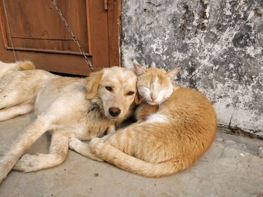 Unusual friends - Cat and dog sticking together to escape the cold