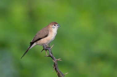 Beautiful bird on branch in nature