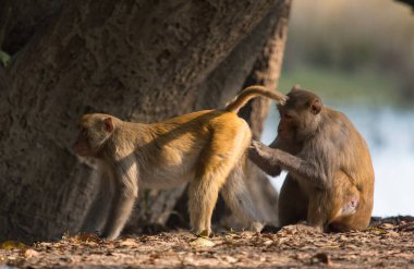 Amorous langurs monkeys at Bharatpur