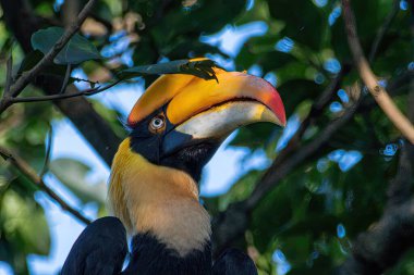 Toucan bird on tree in forest