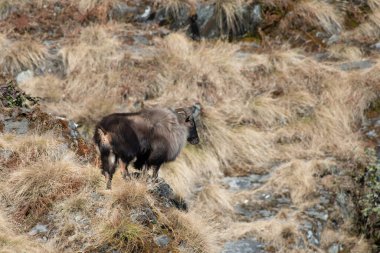 Himalaya Tahrları, Chopta, Uttarakhand, Hindistan 'da kurumuş otlarla kaplı olarak dağın yamacından aşağı inerler.